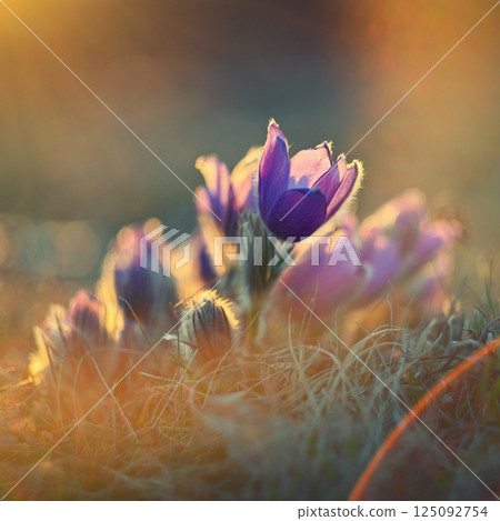 Spring flower. Nature with meadow and sunset. Seasonal concept for springtime. Beautifully blossoming pasque flower and sun with a natural colored background. (Pulsatilla grandis) 125092754