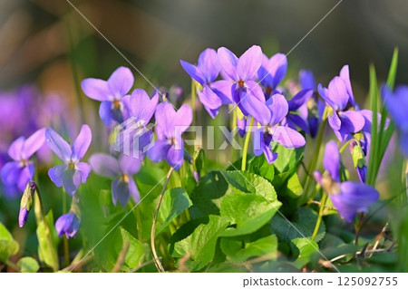 Beautiful spring small purple flower-plant Violka fragrant - Violka. Spring time in nature. (Viola odorata) Beautiful spring small purple flower-plant Violka fragrant - Violka. Spring time in nature. (Viola odorata) 125092755