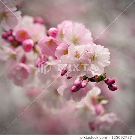 Spring flowers. Beautifully blossoming tree branch. Cherry - Sakura and sun with a natural colored background. Spring flowers. Beautifully blossoming tree branch. Cherry - Sakura and sun with a natural colored background. 125092757