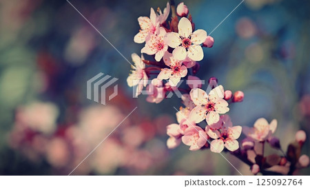 Spring background. Beautiful colorful blooming spring tree. Japanese cherry - Sakura. Nature background. 125092764