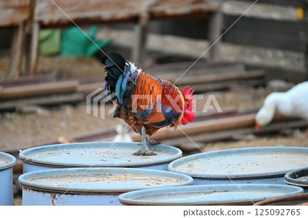 Hens on the farm. Concept for animals and agriculture. 125092765