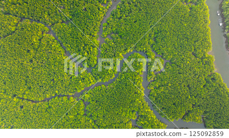 Aerial top view of Nature designed art on the mangrove forest. 125092859
