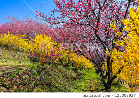Peach and Forsythia Tiered Stand Peach and Forsythia Tiered Stand 125092927