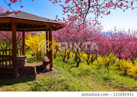 涼亭和桃花 125092931