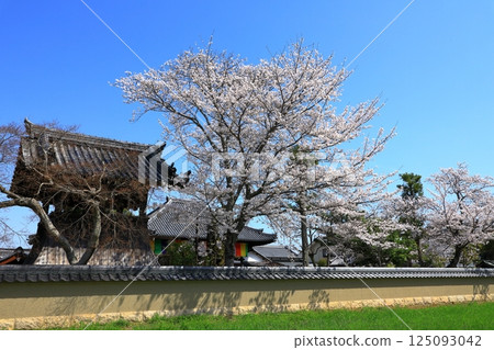 飛鳥寺和盛開的櫻花 125093042