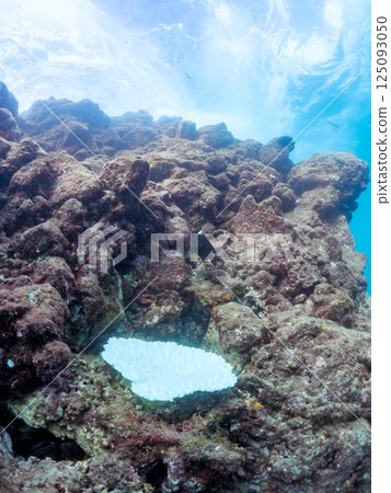 Corals (Acropora punctata and others) bleached by rising sea temperatures, Hirizohama, Nakagi, Minamiizu Town, Izu Peninsula, Shizuoka Prefecture, 2024 125093050