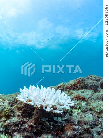 Corals (Acropora punctata and others) bleached by rising sea temperatures, Hirizohama, Nakagi, Minamiizu Town, Izu Peninsula, Shizuoka Prefecture, 2024 125093065