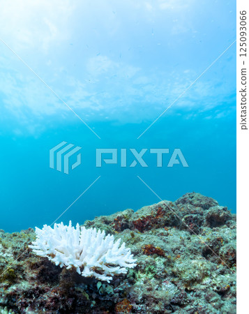 Corals (Acropora punctata and others) bleached by rising sea temperatures, Hirizohama, Nakagi, Minamiizu Town, Izu Peninsula, Shizuoka Prefecture, 2024 125093066