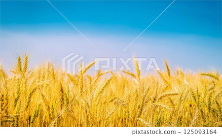 Wheat field sky agriculture nature image background wallpaper 125093164