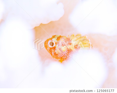 Juvenile Scorpaenidae living on bleached coral. Hirizohama Nakagi Minamiizu Town Izu Peninsula Shizuoka Prefecture 2024 Juvenile Scorpaenidae living on bleached coral. Hirizohama Nakagi Minamiizu Town Izu Peninsula Shizuoka Prefecture 2024 125093177