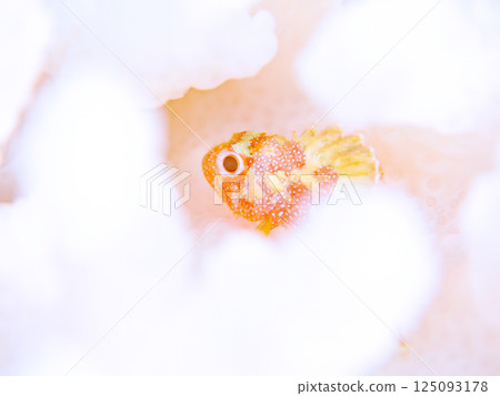 Juvenile Scorpaenidae living on bleached coral. Hirizohama Nakagi Minamiizu Town Izu Peninsula Shizuoka Prefecture 2024 Juvenile Scorpaenidae living on bleached coral. Hirizohama Nakagi Minamiizu Town Izu Peninsula Shizuoka Prefecture 2024 125093178
