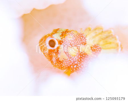 Juvenile Scorpaenidae living on bleached coral. Hirizohama Nakagi Minamiizu Town Izu Peninsula Shizuoka Prefecture 2024 125093179