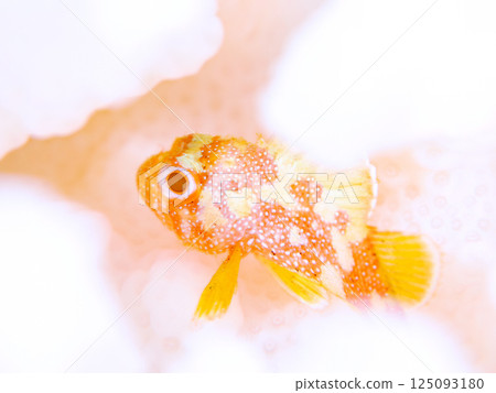 Juvenile Scorpaenidae living on bleached coral. Hirizohama Nakagi Minamiizu Town Izu Peninsula Shizuoka Prefecture 2024 125093180