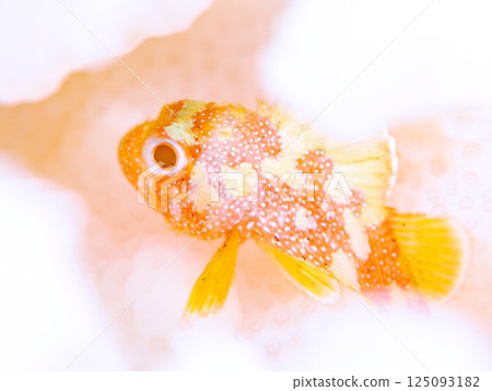 Juvenile Scorpaenidae living on bleached coral. Hirizohama Nakagi Minamiizu Town Izu Peninsula Shizuoka Prefecture 2024 125093182