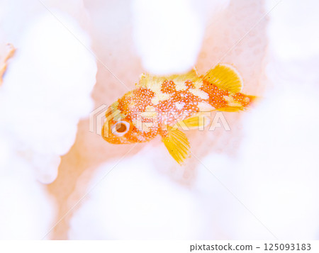 Juvenile Scorpaenidae living on bleached coral. Hirizohama Nakagi Minamiizu Town Izu Peninsula Shizuoka Prefecture 2024 125093183