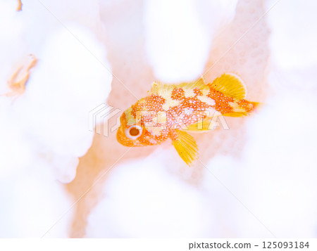 Juvenile Scorpaenidae living on bleached coral. Hirizohama Nakagi Minamiizu Town Izu Peninsula Shizuoka Prefecture 2024 125093184