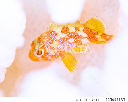 Juvenile Scorpaenidae living on bleached coral. Hirizohama Nakagi Minamiizu Town Izu Peninsula Shizuoka Prefecture 2024 125093185