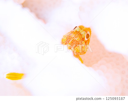 Juvenile Scorpaenidae living on bleached coral. Hirizohama Nakagi Minamiizu Town Izu Peninsula Shizuoka Prefecture 2024 Juvenile Scorpaenidae living on bleached coral. Hirizohama Nakagi Minamiizu Town Izu Peninsula Shizuoka Prefecture 2024 125093187