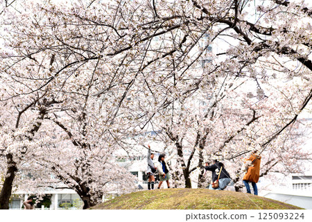 Taking a commemorative photo under the cherry blossoms in full bloom near Megamibashi Bridge in Minato Mirai, Yokohama Taking a commemorative photo under the cherry blossoms in full bloom near Megamibashi Bridge in Minato Mirai, Yokohama 125093224