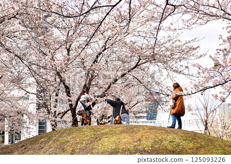 Taking a commemorative photo under the cherry blossoms in full bloom near Megamibashi Bridge in Minato Mirai, Yokohama Taking a commemorative photo under the cherry blossoms in full bloom near Megamibashi Bridge in Minato Mirai, Yokohama 125093226