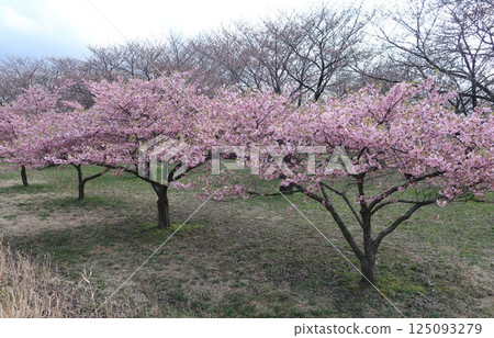 Cherry blossoms at Kajigawa River Control Memorial Park, Shibata City, Niigata Prefecture Cherry blossoms at Kajigawa River Control Memorial Park, Shibata City, Niigata Prefecture 125093279