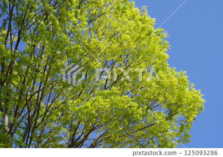 [Refreshing new greenery] Zelkova trees with beautiful young leaves 125093286