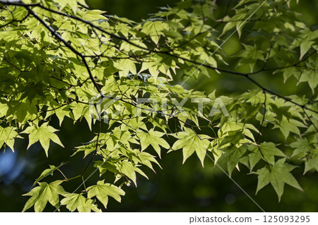 一棵鮮綠楓樹的幼葉和鮮綠葉 一棵鮮綠楓樹的幼葉和鮮綠葉 125093295
