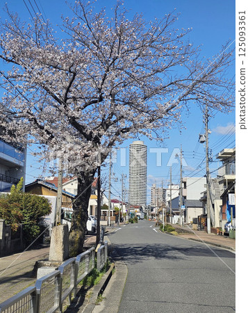 Cherry Blossoms Cherry Blossoms 125093361