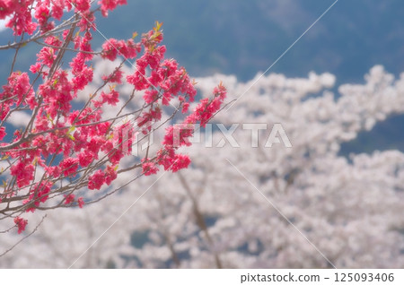 Cherry blossoms in Itsuki Village Cherry blossoms in Itsuki Village 125093406