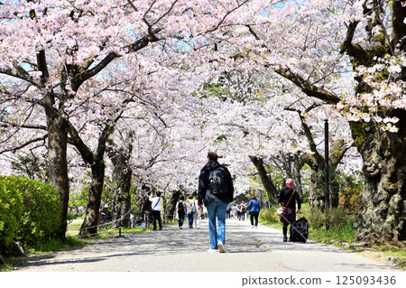 人們沿著小田原城盛開的櫻花樹散步 125093436
