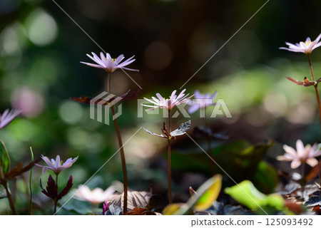 Fairy-like snowdrops 125093492