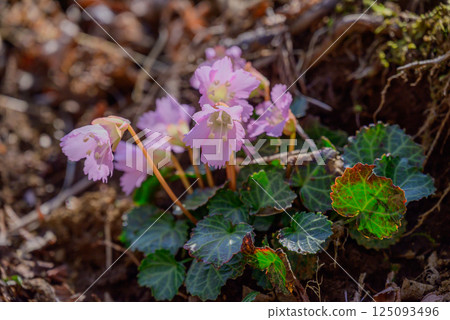 淡粉紅色茉莉花 淡粉紅色茉莉花 125093496