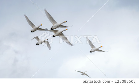 [Source: Migratory birds] Swans flying powerfully in their wintering grounds 125093505