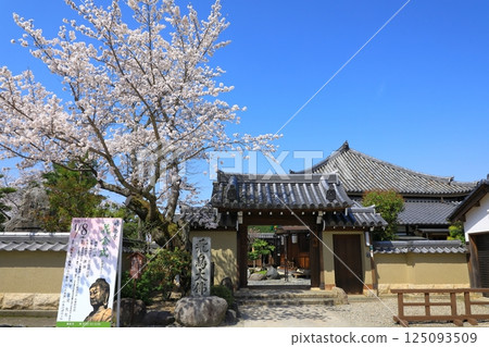 Asukadera Temple: Cherry blossoms in full bloom and the main gate 125093509