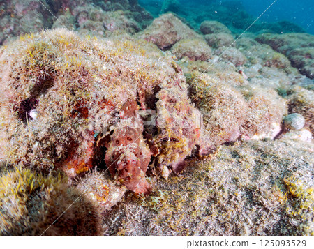 A pair of large frogfish. Hirizohama Nakagi Minamiizu Town Izu Peninsula Shizuoka Prefecture 2024 125093529
