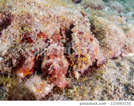 一對大躄魚。 Hirizohama Nakagi 南伊豆鎮 伊豆半島 靜岡縣 2024 125093530