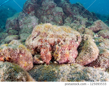 一對大躄魚。 Hirizohama Nakagi 南伊豆鎮 伊豆半島 靜岡縣 2024 一對大躄魚。 Hirizohama Nakagi 南伊豆鎮 伊豆半島 靜岡縣 2024 125093533