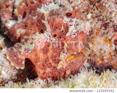A pair of large frogfish. Hirizohama Nakagi Minamiizu Town Izu Peninsula Shizuoka Prefecture 2024 125093542