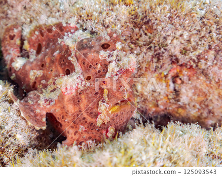 一對大躄魚。 Hirizohama Nakagi 南伊豆鎮 伊豆半島 靜岡縣 2024 一對大躄魚。 Hirizohama Nakagi 南伊豆鎮 伊豆半島 靜岡縣 2024 125093543