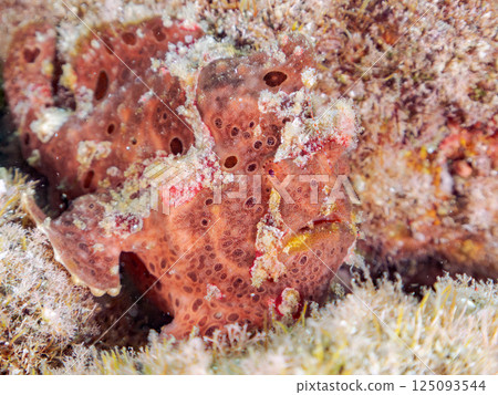 A pair of large frogfish. Hirizohama Nakagi Minamiizu Town Izu Peninsula Shizuoka Prefecture 2024 125093544