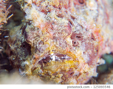 一對大躄魚。 Hirizohama Nakagi 南伊豆鎮 伊豆半島 靜岡縣 2024 125093546
