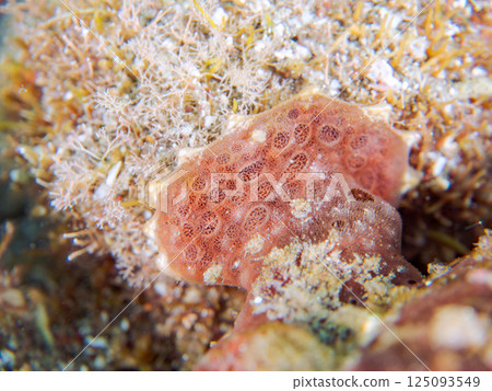 A pair of large frogfish. Hirizohama Nakagi Minamiizu Town Izu Peninsula Shizuoka Prefecture 2024 A pair of large frogfish. Hirizohama Nakagi Minamiizu Town Izu Peninsula Shizuoka Prefecture 2024 125093549
