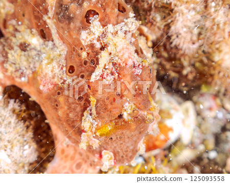 一對大躄魚。 Hirizohama Nakagi 南伊豆鎮 伊豆半島 靜岡縣 2024 一對大躄魚。 Hirizohama Nakagi 南伊豆鎮 伊豆半島 靜岡縣 2024 125093558