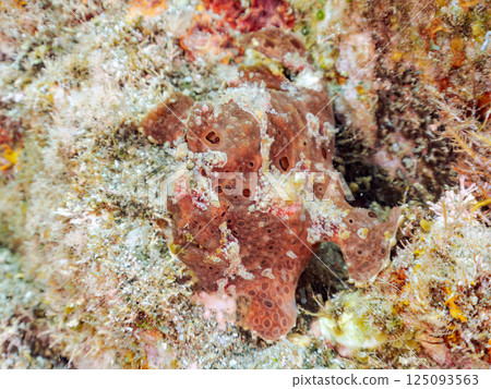 一對大躄魚。 Hirizohama Nakagi 南伊豆鎮 伊豆半島 靜岡縣 2024 一對大躄魚。 Hirizohama Nakagi 南伊豆鎮 伊豆半島 靜岡縣 2024 125093563