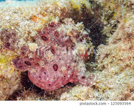 A pair of large frogfish. Hirizohama Nakagi Minamiizu Town Izu Peninsula Shizuoka Prefecture 2024 A pair of large frogfish. Hirizohama Nakagi Minamiizu Town Izu Peninsula Shizuoka Prefecture 2024 125093564