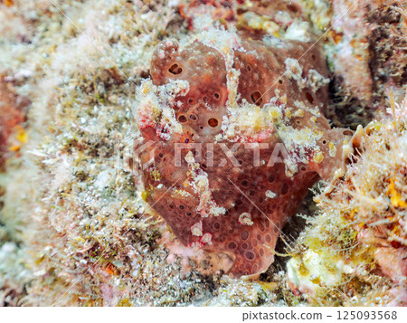 A pair of large frogfish. Hirizohama Nakagi Minamiizu Town Izu Peninsula Shizuoka Prefecture 2024 125093568