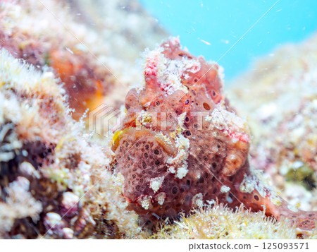 A pair of large frogfish. Hirizohama Nakagi Minamiizu Town Izu Peninsula Shizuoka Prefecture 2024 A pair of large frogfish. Hirizohama Nakagi Minamiizu Town Izu Peninsula Shizuoka Prefecture 2024 125093571