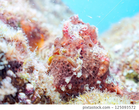 A pair of large frogfish. Hirizohama Nakagi Minamiizu Town Izu Peninsula Shizuoka Prefecture 2024 125093572