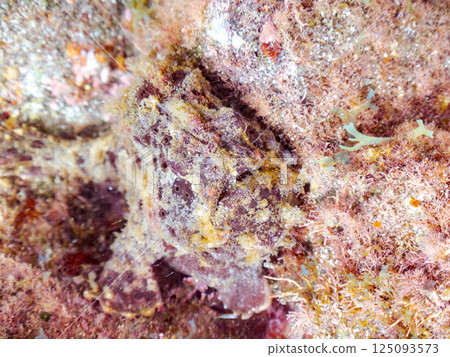 A pair of large frogfish. Hirizohama Nakagi Minamiizu Town Izu Peninsula Shizuoka Prefecture 2024 125093573