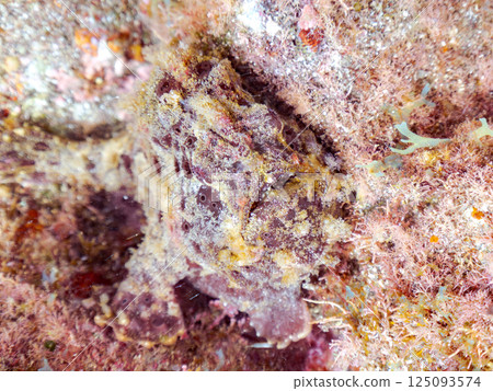 一對大躄魚。 Hirizohama Nakagi 南伊豆鎮 伊豆半島 靜岡縣 2024 一對大躄魚。 Hirizohama Nakagi 南伊豆鎮 伊豆半島 靜岡縣 2024 125093574